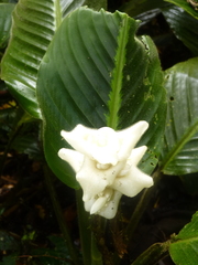 Goeppertia leucostachys