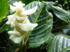 Goeppertia leucostachys