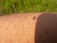 Chrysanthia geniculata