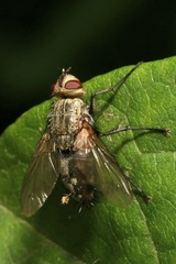 Microphthalma europaea