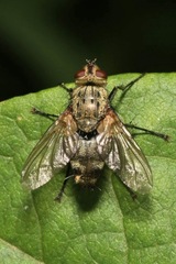 Microphthalma europaea