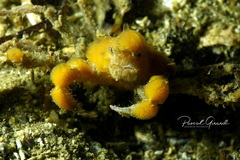 Inachus dorsettensis