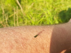 Chrysanthia geniculata