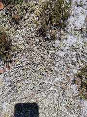 Cladonia prostrata