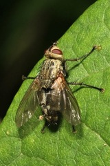 Microphthalma europaea