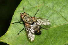 Microphthalma europaea