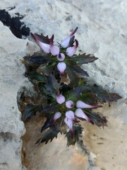 Physoplexis comosa