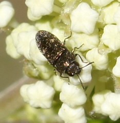 Acmaeodera tubulus