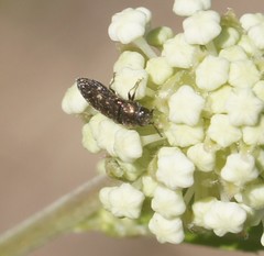 Acmaeodera tubulus