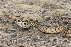 Mexican Bull Snake photo 5