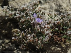 Limonium cancellatum