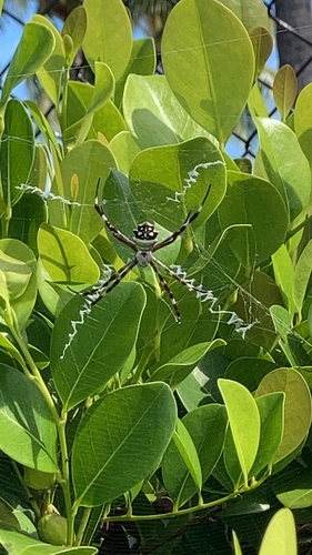 Argiope argentata image