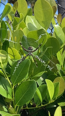 Argiope argentata image