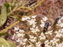 Acmaeoderella flavofasciata flavofasciata