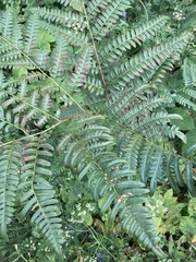 Pteridium aquilinum image