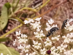 Acmaeoderella flavofasciata flavofasciata