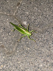 Tettigonia viridissima