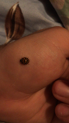 Harmonia axyridis