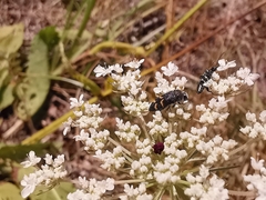 Acmaeoderella flavofasciata flavofasciata