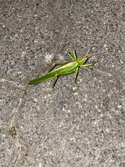 Tettigonia viridissima