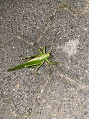 Tettigonia viridissima