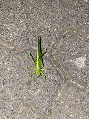 Tettigonia viridissima