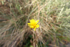 Mountain Dandelion - Photo (c) Wayne Martin, some rights reserved (CC BY-NC), uploaded by Wayne Martin