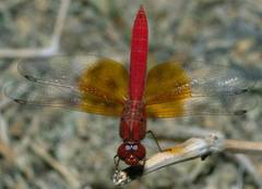 Brachythemis lacustris