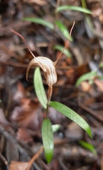 Pterostylis brumalis
