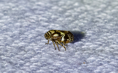 Clastoptera arborina