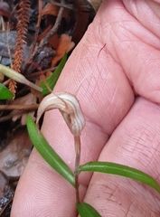 Pterostylis brumalis