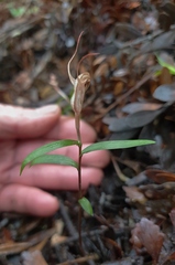 Pterostylis brumalis