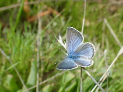 Glaucopsyche lygdamus australis