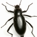 Eleodes spinipes - Photo (c) Mike Quinn, Austin, TX, μερικά δικαιώματα διατηρούνται (CC BY-NC), uploaded by Mike Quinn, Austin, TX