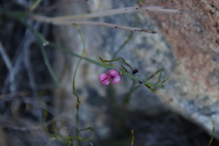 Indigofera gifbergensis