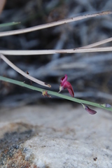 Indigofera gifbergensis