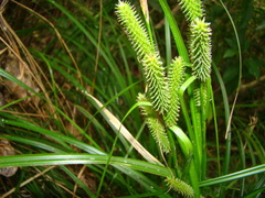 Carex forsteri
