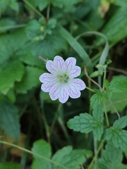 Geranium versicolor
