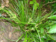 Carex forsteri