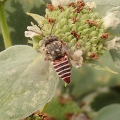 Coelioxys coturnix