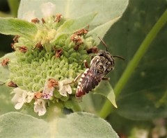 Coelioxys coturnix