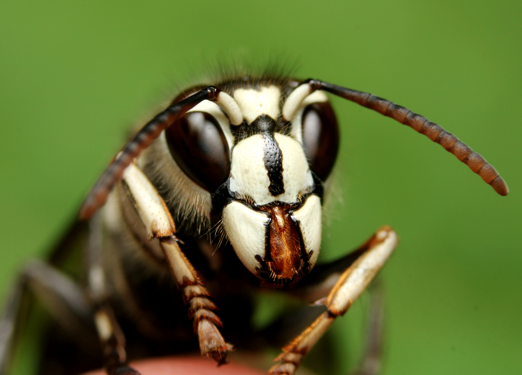 Bald-faced hornet (Dolichovespula maculata)