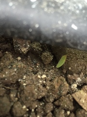 Draeculacephala antica