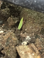 Draeculacephala antica