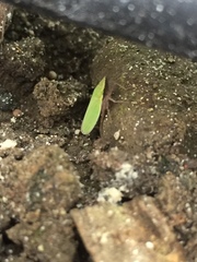 Draeculacephala antica