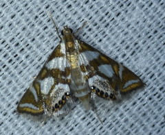 Chrysendeton medicinalis