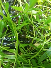 Haemopis sanguisuga