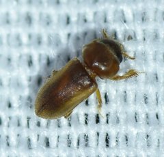 Tropicus pusillus