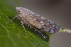 Osbornellus borealis