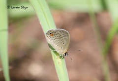 Euchrysops malathana